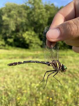 Image of <i>Macromia <i>illinoiensis</i></i> illinoiensis