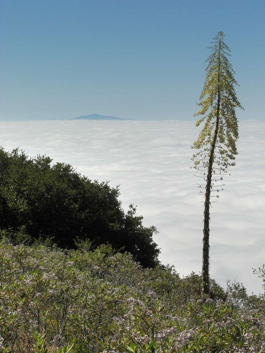 Image of hesperoyucca