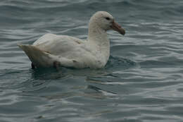 Image of Antarctic Giant-Petrel