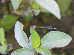 Image of Neotropical Bluet