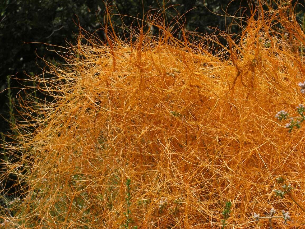 Image of chaparral dodder