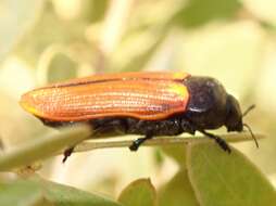 Image of Castiarina rufipennis (Kirby 1818)