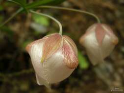 Imagem de Calochortus albus (Benth.) Douglas ex Benth.