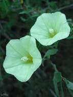 صورة Calystegia macrostegia (Greene) Brummitt