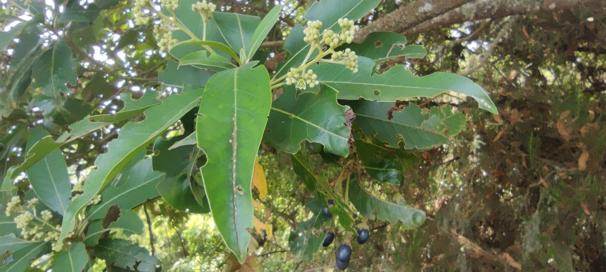 Слика од Phoebe indica (L.) Pax