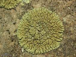 Image of Lecanora garovaglioi