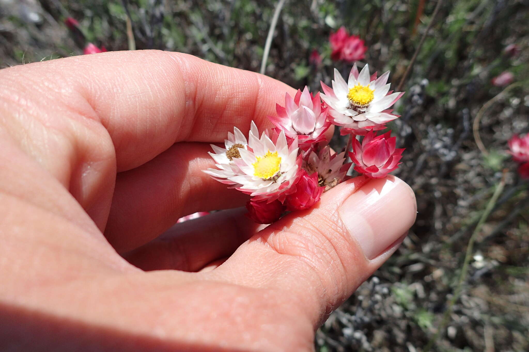 Image of Achyranthemum affine (Less.) N. G. Bergh