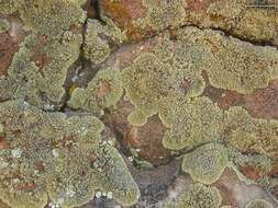 Image of Lecanora garovaglioi