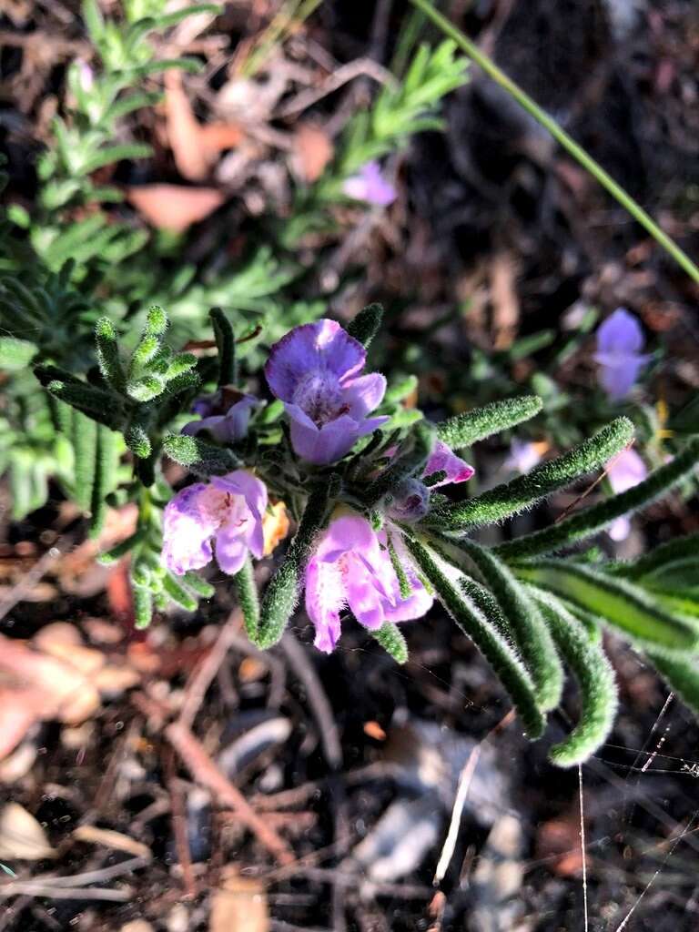 Image of Chloanthes