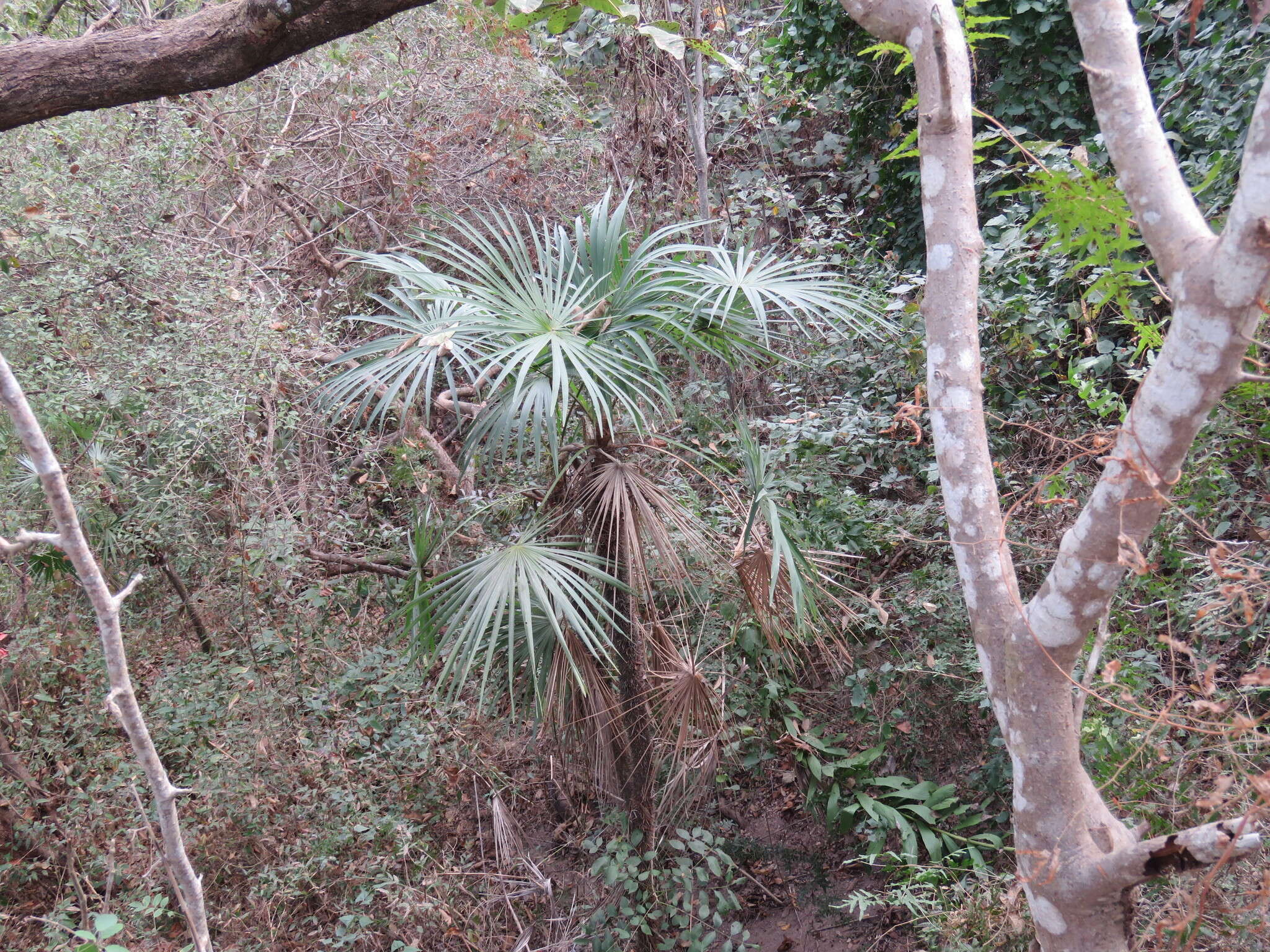 Image of Cryosophila nana (Kunth) Blume