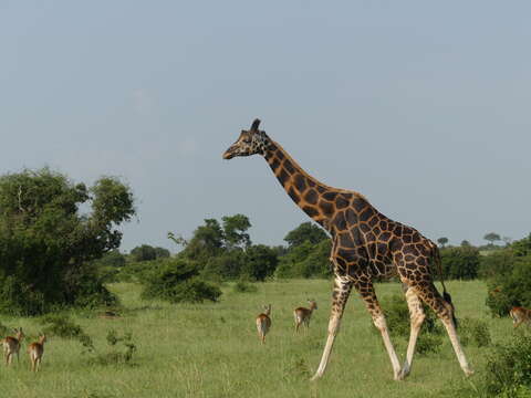 Image of Nubian Giraffe