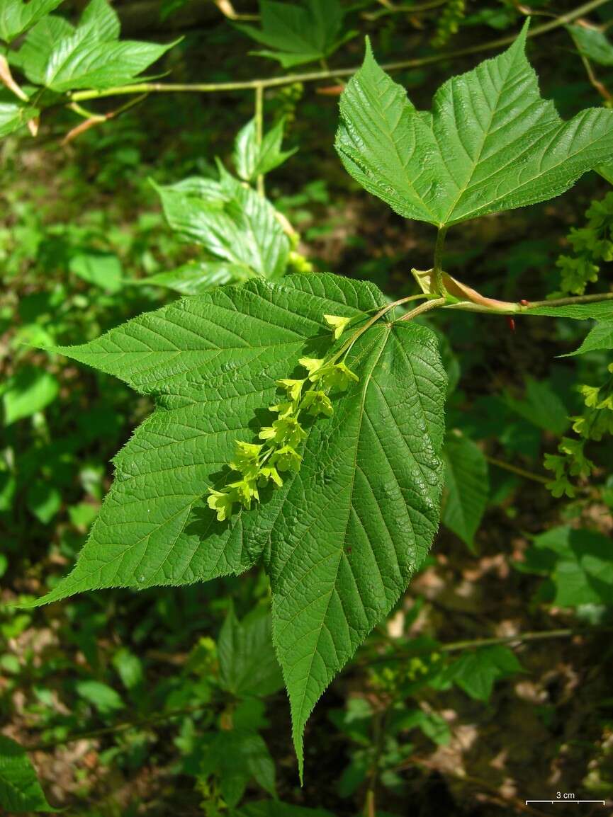 Image of Striped Maple