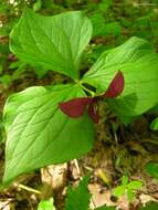 Image of red trillium