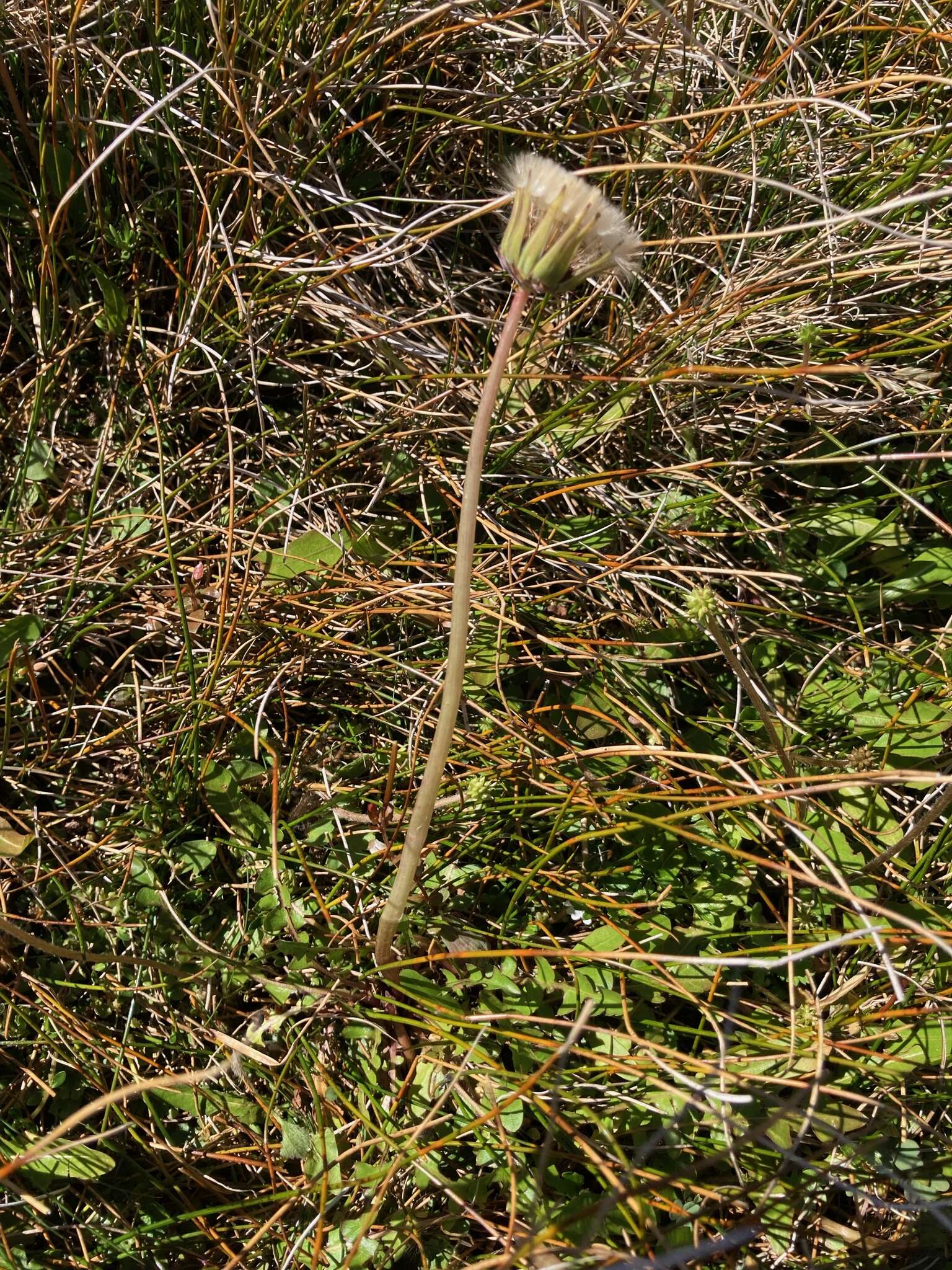 Image of Taraxacum zealandicum Dahlst.