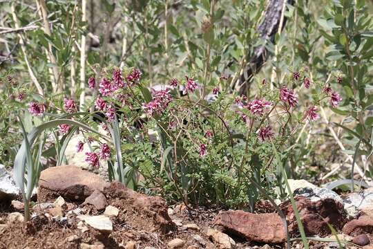 Image of <i>Hosackia stipularis</i> var. <i>ottleyi</i>