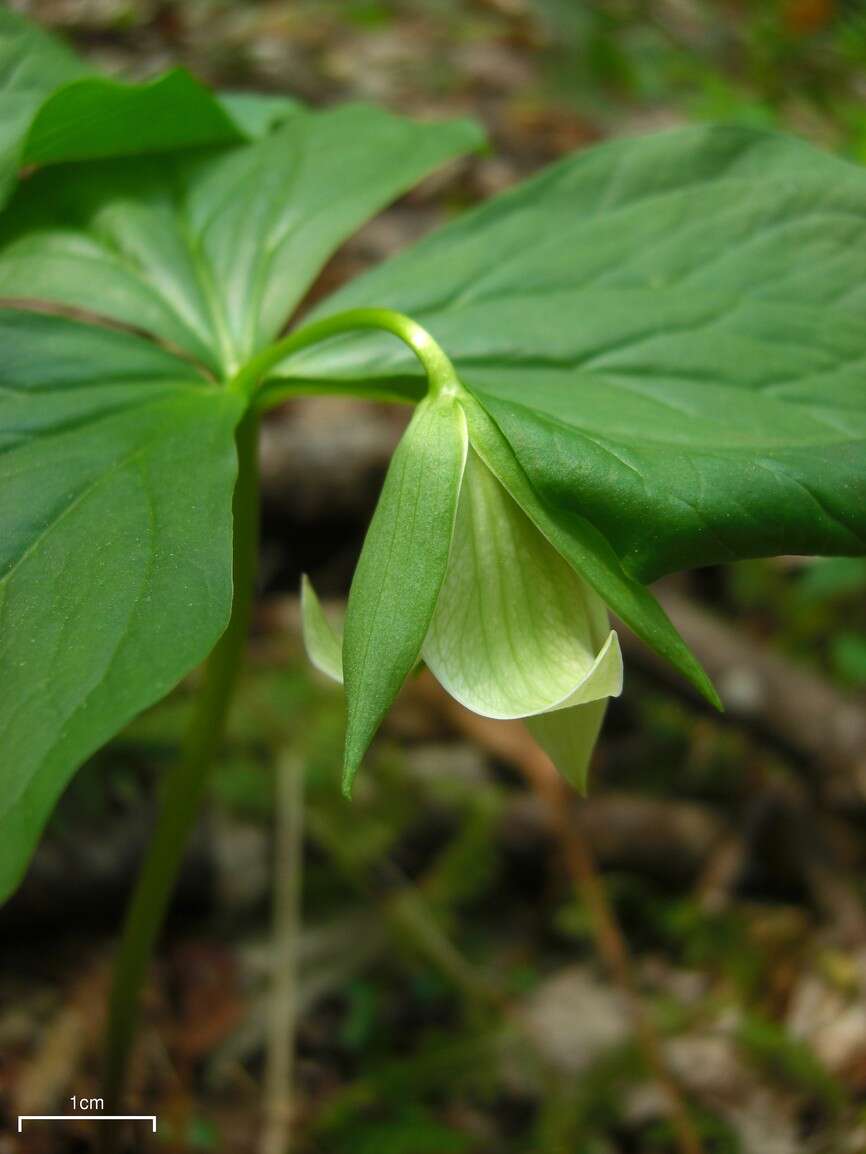 Image of red trillium