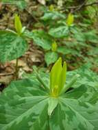 Trillium luteum (Muhl.) Harb. resmi