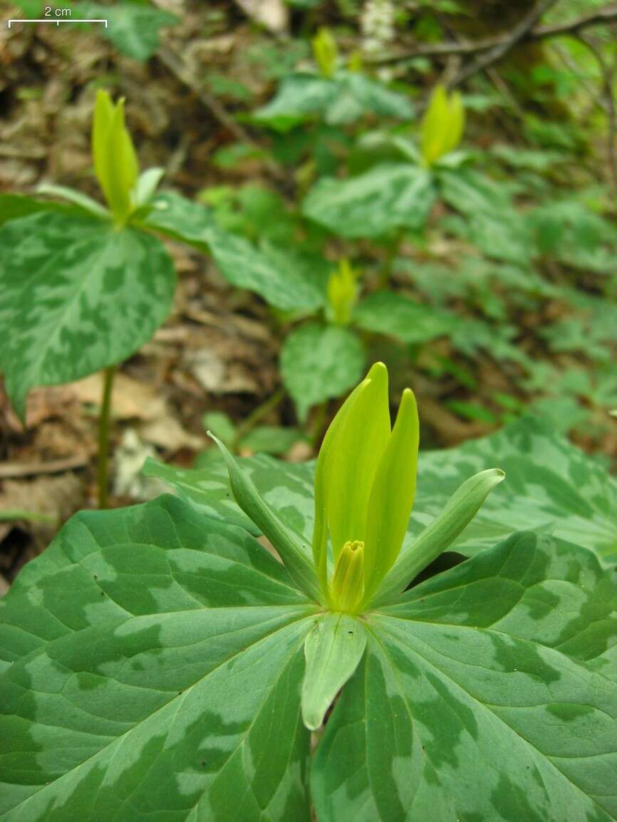 Image of yellow wakerobin