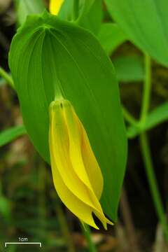 Image de Uvularia grandiflora Sm.