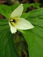 Image of red trillium