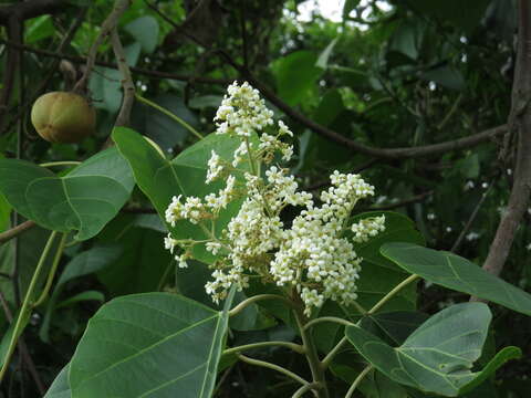 Image of Candlenut tree