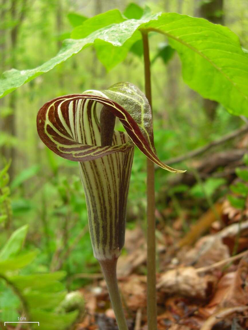 Слика од Arisaema triphyllum (L.) Schott