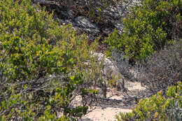 Image of Cape Gray Mongoose