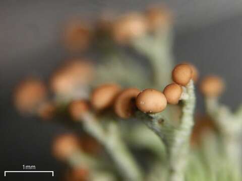 Image of Cladonia furcata