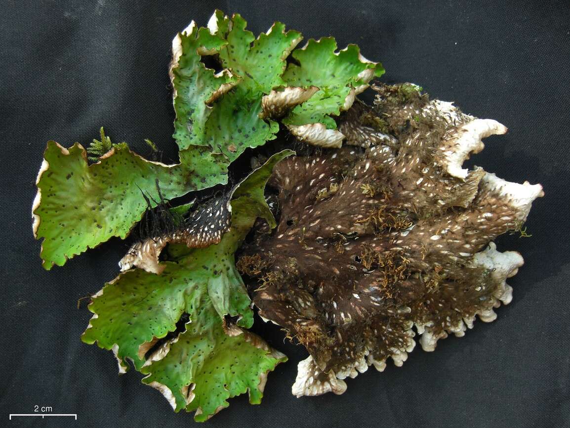 Image of felt lichen