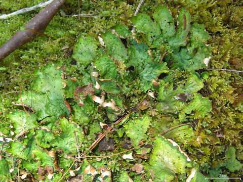 Image of felt lichen