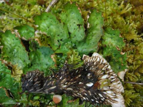 Слика од Peltigera leucophlebia (Nyl.) Gyeln.