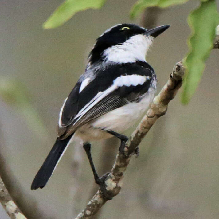 Plancia ëd Batis molitor palliditergum Clancey 1955