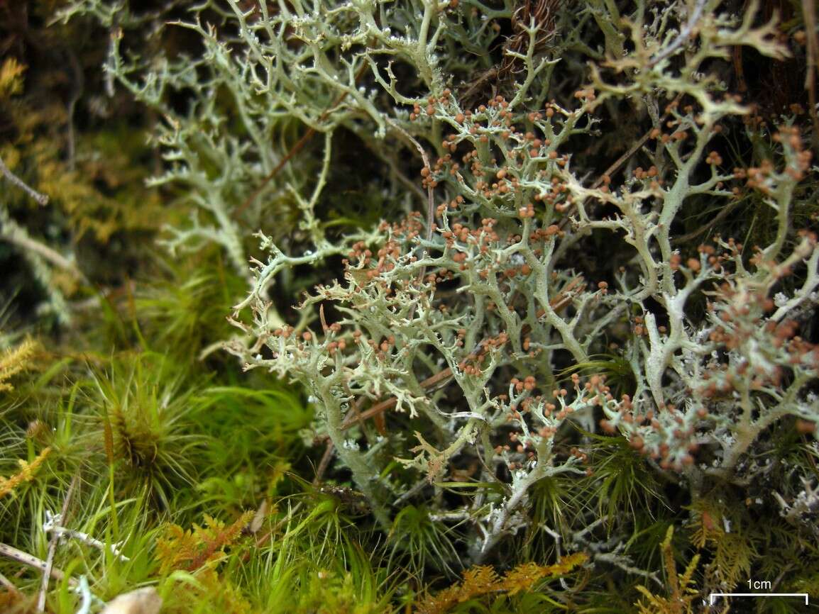 Image of Cladonia furcata