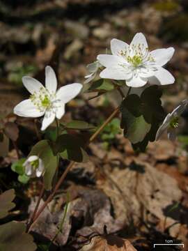 Image of Rue-Anemone