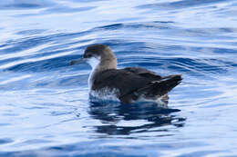 Image of Audubon's Shearwater