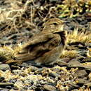 Image of Short-billed Miner