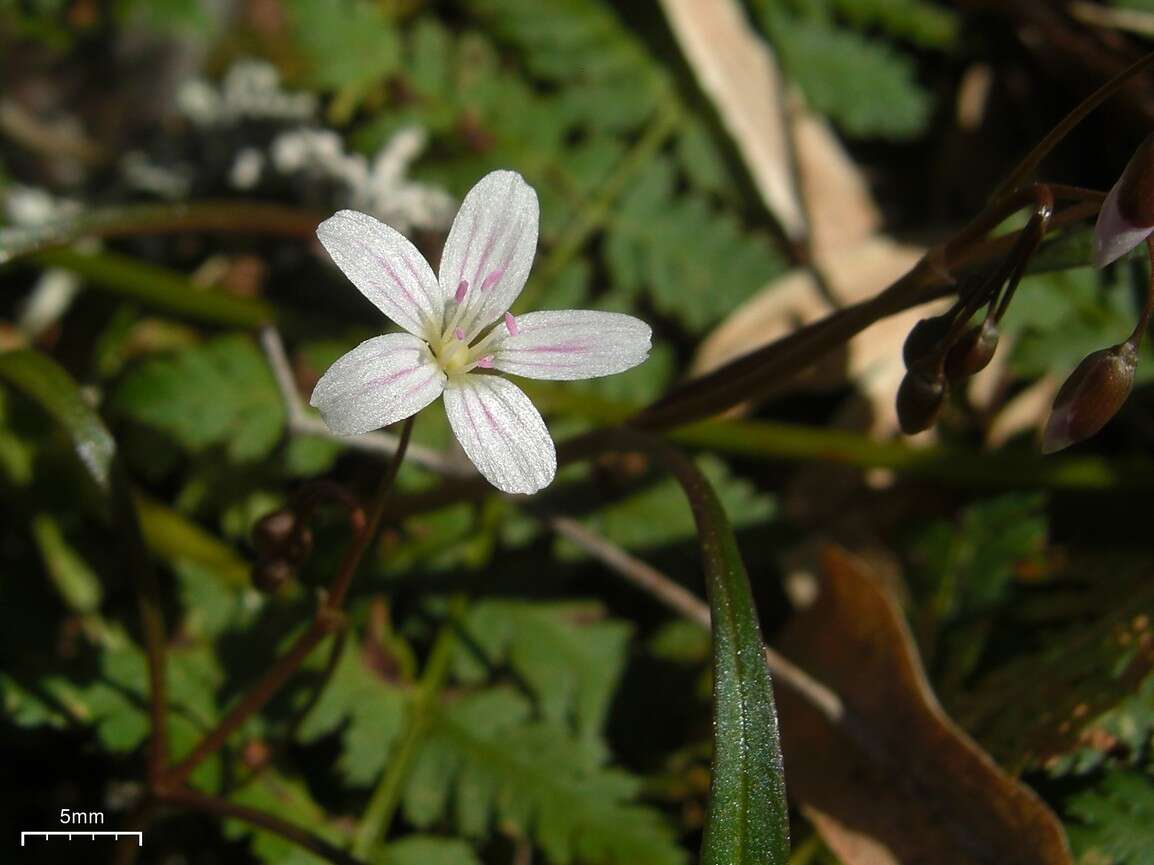 Image of Virginia springbeauty