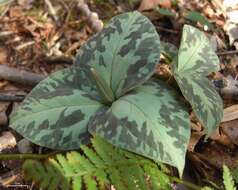 Trillium luteum (Muhl.) Harb. resmi