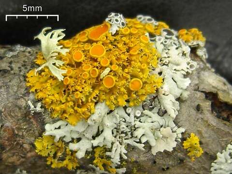 Image of American cartilage lichen