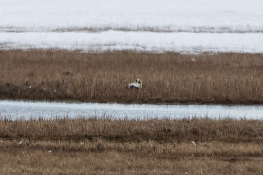 Image de Eider à lunettes