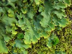 Image of Smooth lungwort