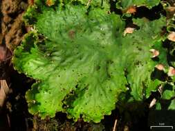 Image of felt lichen