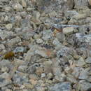 Image of alpine lichen moth