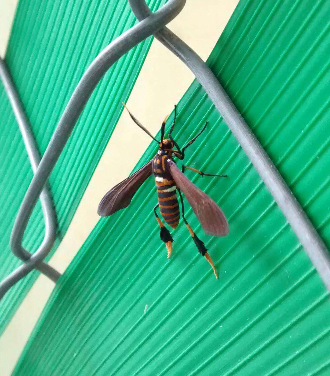 Image of Texas Wasp Moth