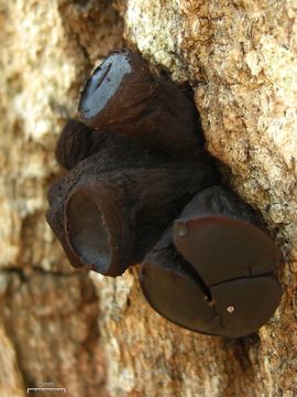 Image of Black Bulgar