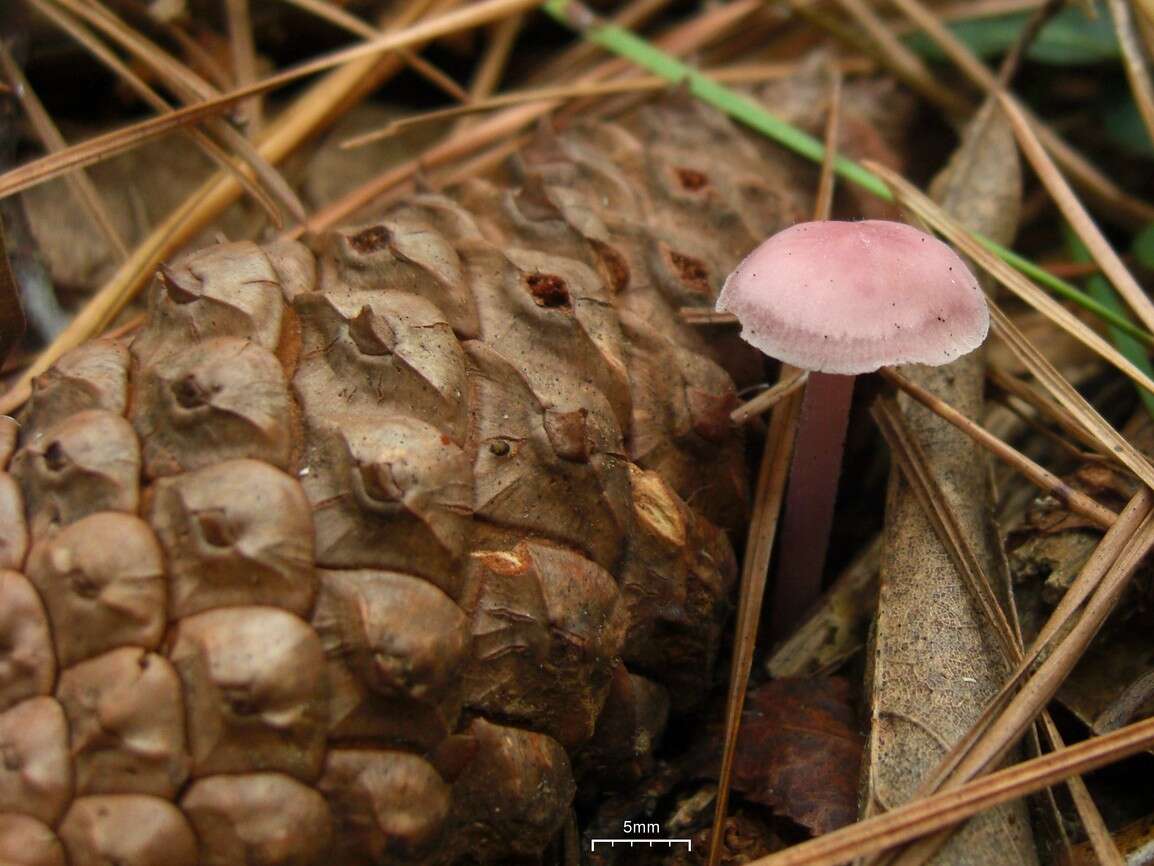 Image of Mycena pura (Pers.) P. Kumm. 1871