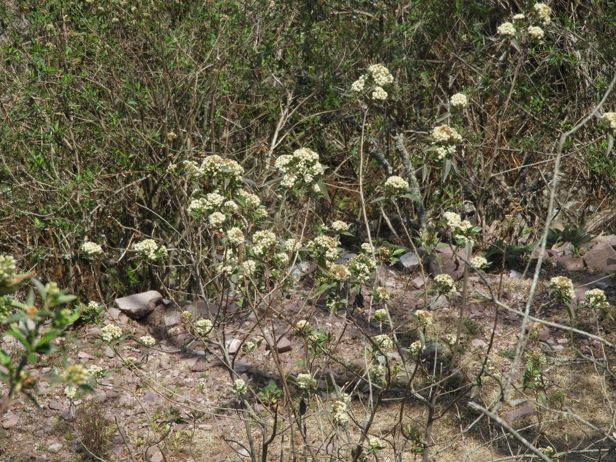 Image of Baccharis pentlandii DC.