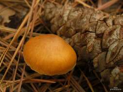 Image of Gymnopilus sapineus (Fr.) Murrill 1912