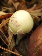 Image of False deathcap