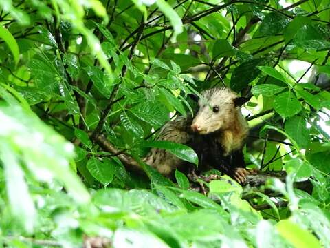 Image of Black-eared Opossum